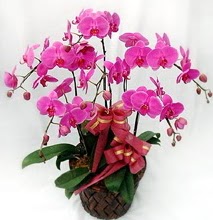 Sepet ierisinde 5 dall lila orkide Dikmen Akpnar Ankara  hediye sevgilime hediye iek 