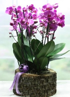 Ktk ierisinde 6 dall mor orkide Dikmen Akpnar Ankara  hediye sevgilime hediye iek 