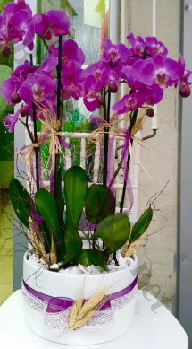 Seramik vazoda 4 dall mor lila orkide Ankara Dikmen lker iek yolla , iek gnder , ieki  