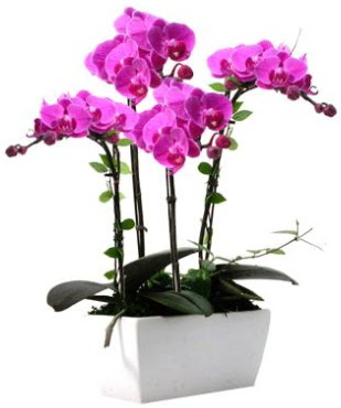 Seramik vazo ierisinde 4 dall mor orkide Ankara Dikmen 14 ubat sevgililer gn iek 