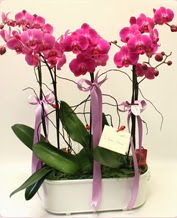 Beyaz seramik ierisinde 4 dall orkide Dikmen Akpnar Ankara  hediye sevgilime hediye iek 
