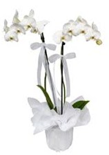 2 dall beyaz orkide Ankara Dikmen iek siparii sitesi 