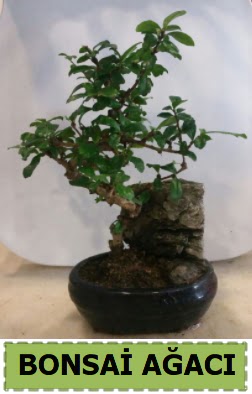 Bonsai a�ac� japon a�ac� sat��� Dikmen Keklikp�nar� �i�ek online �i�ek sipari�i 