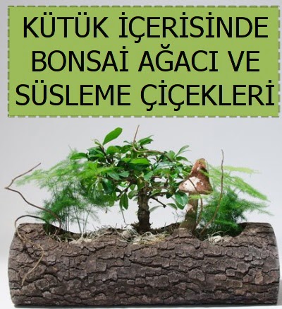 K�t�k i�erisinde bonsai japon a�a� bitkisi Ankara Dikmen 14 �ubat sevgililer g�n� �i�ek 