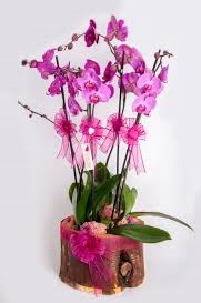 4 dall ktk ierisibde mor orkide Ankara Dikmen 14 ubat sevgililer gn iek 