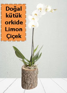 Doal ktkte tek dall beyaz orkide Dikmen Ankara iek gnder uluslararas iek gnderme 