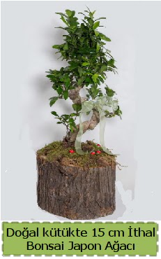 Doal ktkte thal bonsai japon aac Ankara Dikmen cicekciler , cicek siparisi 