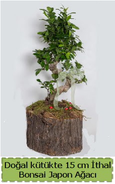 Do�al k�t�kte �thal bonsai japon a�ac� Ankara Dikmen cicekciler , cicek siparisi 