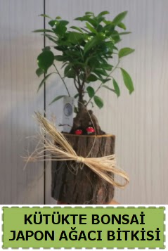 K�t�k i�erisinde do�al bonsai a�ac� Dikmen Ankara �i�ek g�nder uluslararas� �i�ek g�nderme 