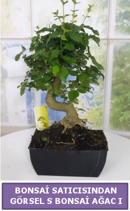 S dal erilii bonsai japon aac Ankara Dikmen 14 ubat sevgililer gn iek 