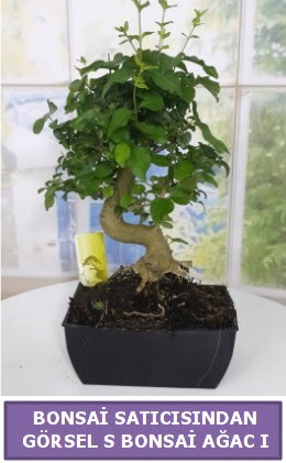 S dal e�rili�i bonsai japon a�ac� Ankara Dikmen 14 �ubat sevgililer g�n� �i�ek 