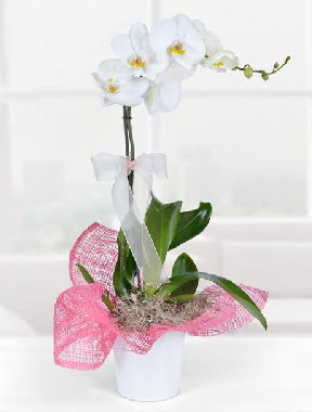 Tek dall beyaz orkide seramik saksda Ankara Dikmen cicekciler , cicek siparisi  