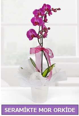 Seramik ierisinde birinci kalite tek dall mor orkide Dikmen Keklikpnar iek siparii vermek 