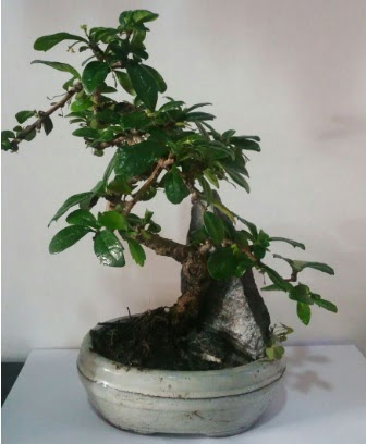 S �eklinde ithal bonsai a�ac� Dikmen cicek , cicekci 