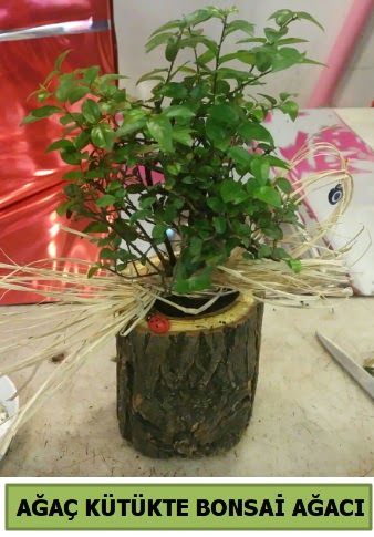 Doal aa ktk ierisinde bonsai aac Ankara Dikmen Osmantemiz online iek gnderme sipari 