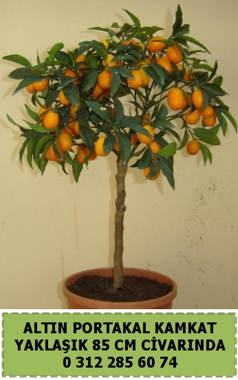 Altn portakal Kamkat aac bitkisi Ankara Dikmen cicekciler , cicek siparisi 
