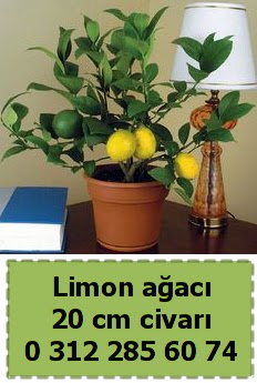 Limon a�ac� bitkisi Dikmen Ankara �i�ek g�nder uluslararas� �i�ek g�nderme 