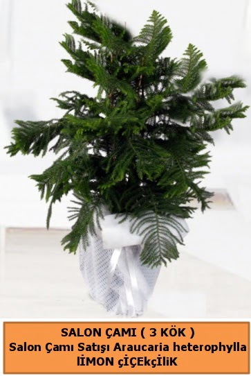 Araucaria heterophylla Salon �am� Dikmen Keklikp�nar� �i�ek online �i�ek sipari�i 