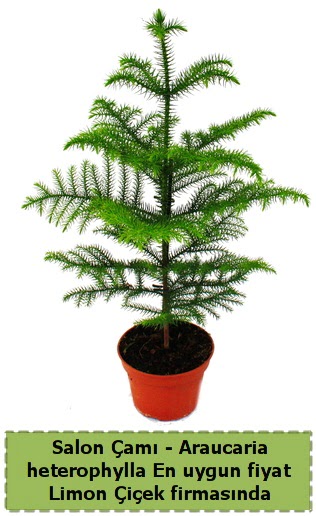 Araucaria heterophylla Salon �am� tek dall� Ankara Dikmen 14 �ubat sevgililer g�n� �i�ek 