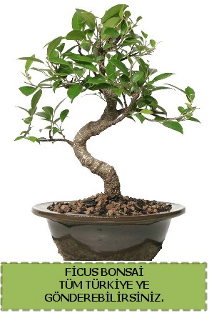 Ficus bonsai Ankara Dikmen Osmantemiz online iek gnderme sipari 