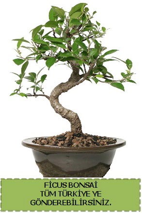 Ficus bonsai Ankara Dikmen Osmantemiz online �i�ek g�nderme sipari� 