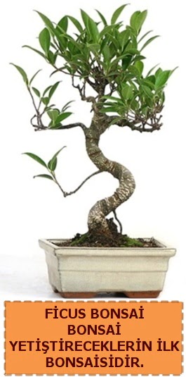 Ficus bonsai 15 ile 25 cm aras�ndad�r Dikmen cicek , cicekci 