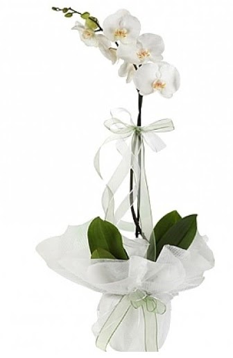 Tekli Beyaz Orkide Dikmen Keklikpnar iek online iek siparii 
