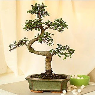 Shape S bonsai Dikmen Keklikp�nar� �i�ek sipari�i vermek 