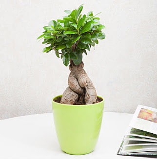 Ficus Ginseng Bonsai Dikmen ankara �i�ek sipari�i �i�ek g�nderme 
