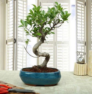 Amazing Bonsai Ficus S thal Aa Dikmen ankara ieki telefonlar yurtii ve yurtd iek siparii 