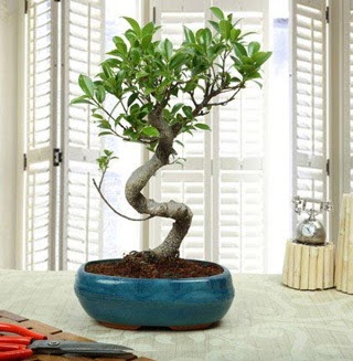 Amazing Bonsai Ficus S �thal A�a�� Dikmen ankara �i�ek�i telefonlar� yurti�i ve yurtd��� �i�ek sipari�i 
