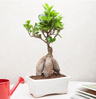 Exotic Ficus Bonsai ginseng ankara �i�ek�i Dikmen ucuz �i�ek g�nder 