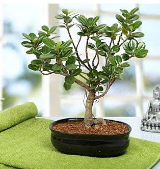 Lovely Ficus Iceland Bonsai ankara �i�ek yolla Dikmen malazgirt �i�ek�i telefonlar� 