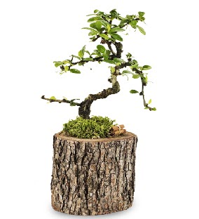 Doal ktkte S bonsai aac Ankara Dikmen 14 ubat sevgililer gn iek 