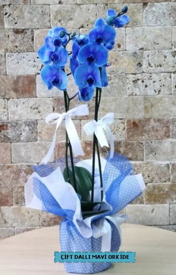 ift dall ithal mavi orkide Dikmen cicek , cicekci 