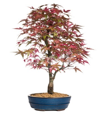 Ak�aa�a� bonsai s�per bonsai a�ac� Dikmen Harbiye ankara �nternetten �i�ek sipari�i 