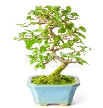 S zerkova bonsai ksa sreliine Dikmen Keklikpnar iek siparii vermek 