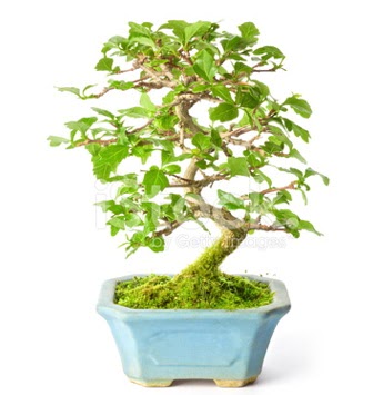 S zerkova bonsai k�sa s�reli�ine Dikmen Keklikp�nar� �i�ek sipari�i vermek 