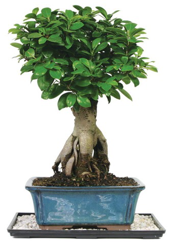 Bonsai Ginsing Grafted Ficus Bonsai Dikmen cicek , cicekci 