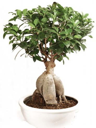 Ginseng bonsai japon aac ficus ginseng Dikmen Keklikpnar iek siparii vermek 
