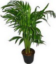ankara �i�ek�i Dikmen ucuz �i�ek g�nder  Areca palm  