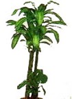 Dikmen �lker internetten �i�ek sipari�i  Dracaena massengena