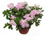 ankara �i�ek�i Dikmen ucuz �i�ek g�nder  Rhodendron latince A�elya 