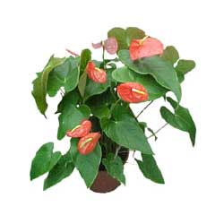 Ankara Dikmen kaliteli taze ve ucuz �i�ekler  Anthurium 