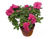 Pembe A�elya �zel ve kalite